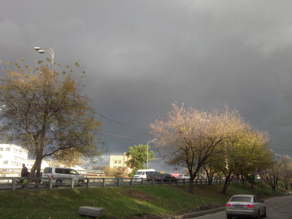 кружение птиц солнце в кронах фотоэтюд мария текун ягуляю